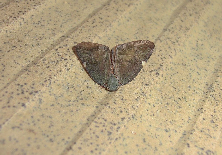 a0126632_17163828.jpg
