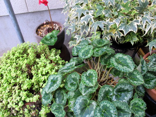 c0147952_22322391.jpg