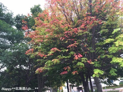 a0337860_21092327.jpeg