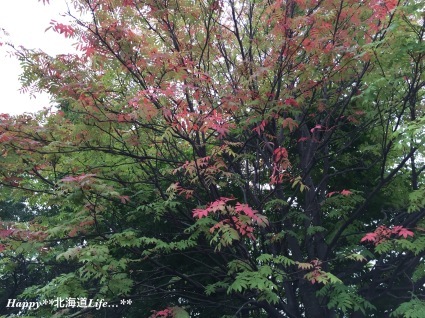 a0337860_21251218.jpeg