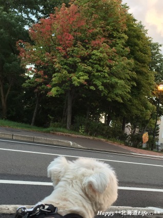 a0337860_22020398.jpeg