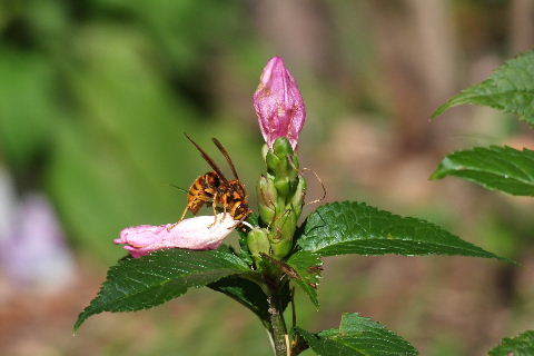 e0088260_13570958.jpg