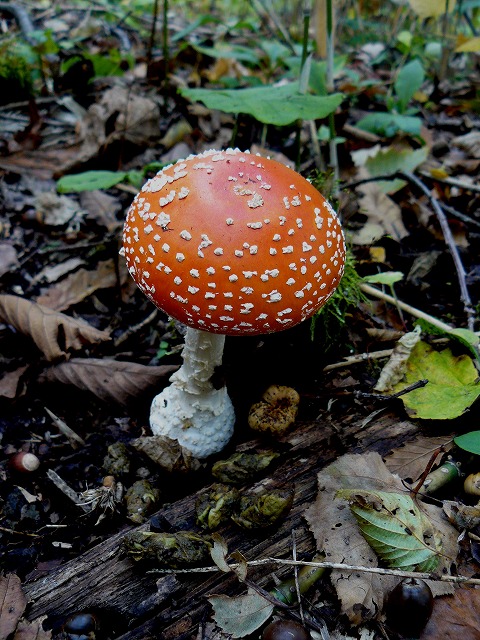 d0019074_8501813.jpg