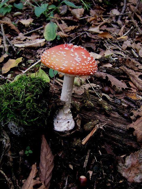 d0019074_8511127.jpg