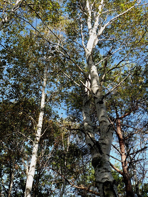 d0019074_8523565.jpg