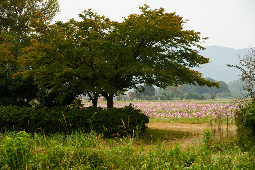 a0301676_14335146.jpg