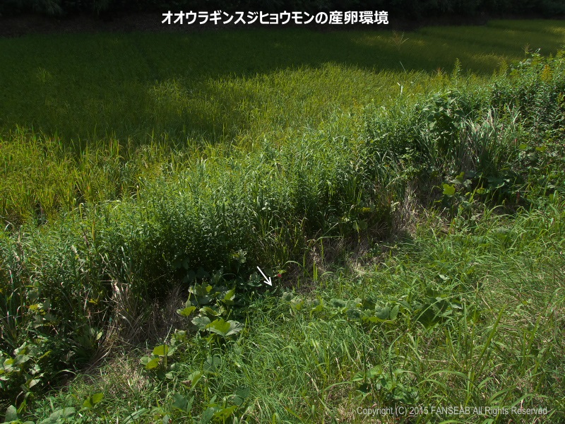 f0090680_1673237.jpg