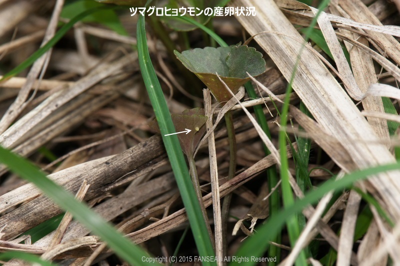 f0090680_1682310.jpg