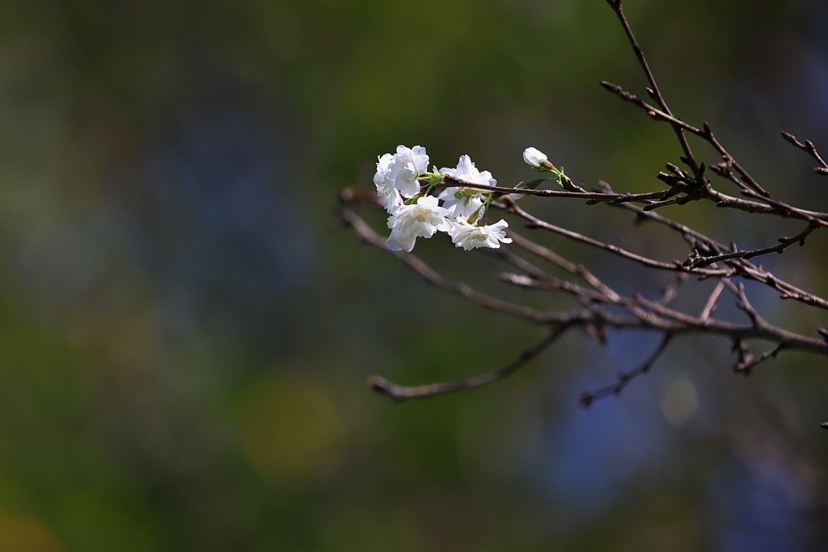 a0083081_21245883.jpg