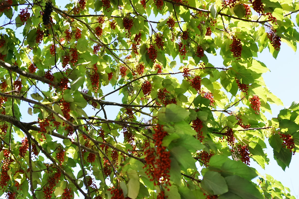 a0083081_2125258.jpg