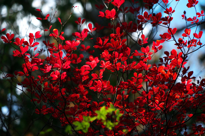 a0263109_2012756.jpg