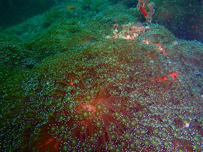 b0062010_1162334.jpg