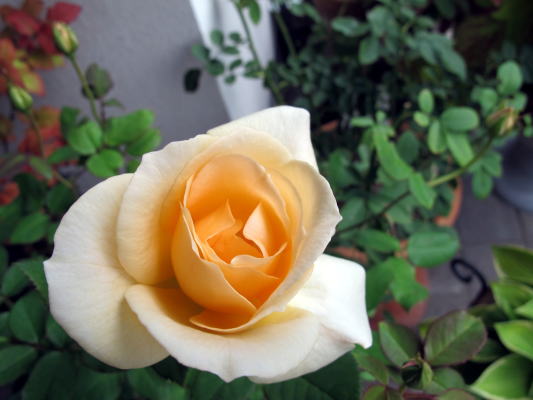c0147952_2154122.jpg