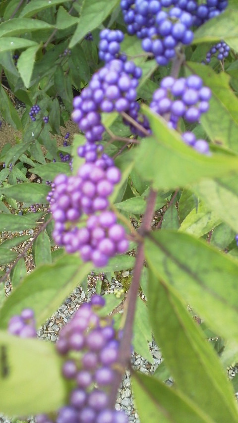 c0009762_2040449.jpg