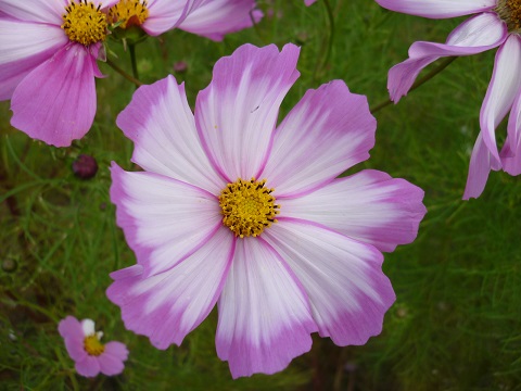 f0194690_1962617.jpg