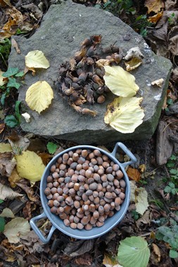 e0206902_434732.jpg