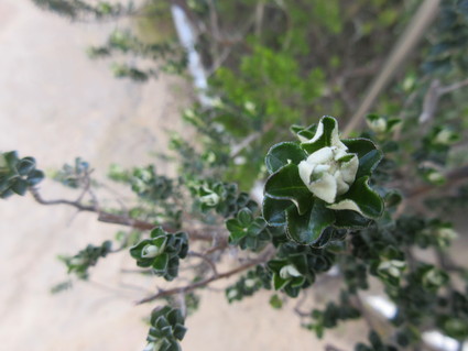 c0212604_21151427.jpg