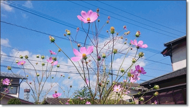 e0350415_21061565.gif