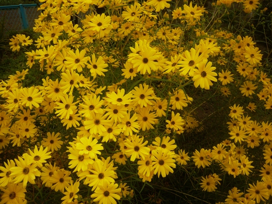 a0206332_7392724.jpg