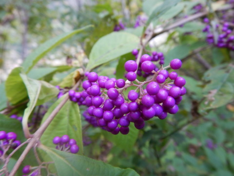 f0118332_00184539.jpg