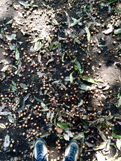 b0172633_10365918.jpg