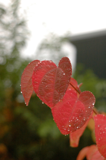 a0061599_7323417.jpg