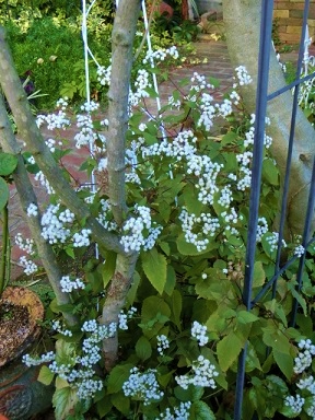 c0204121_17242775.jpg