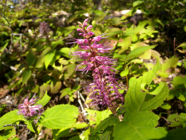 e0272335_831984.jpg
