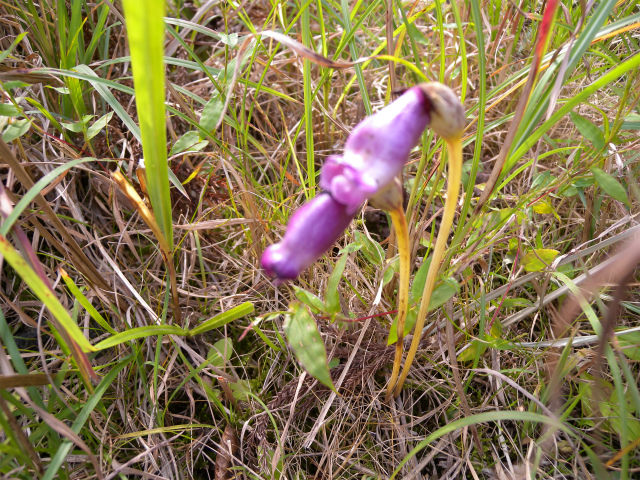 e0272335_945241.jpg