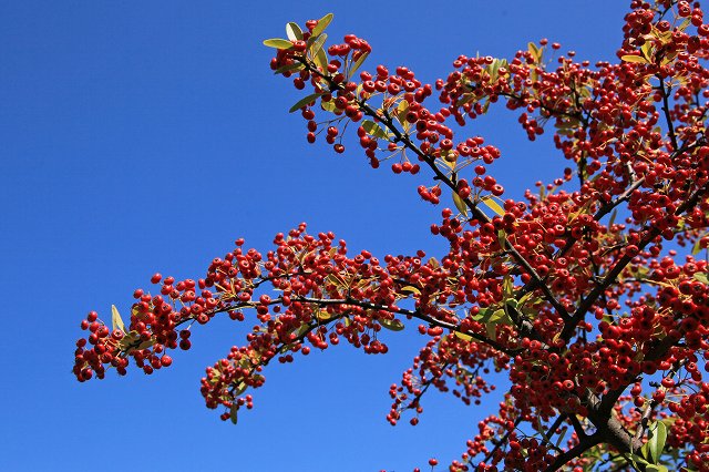 a0242438_1951272.jpg