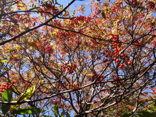 c0179351_22280911.jpg