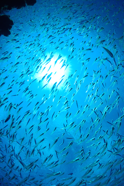 b0062363_14271614.png