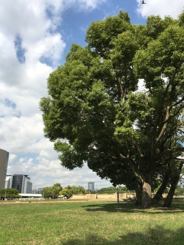 b0176275_13053434.jpeg