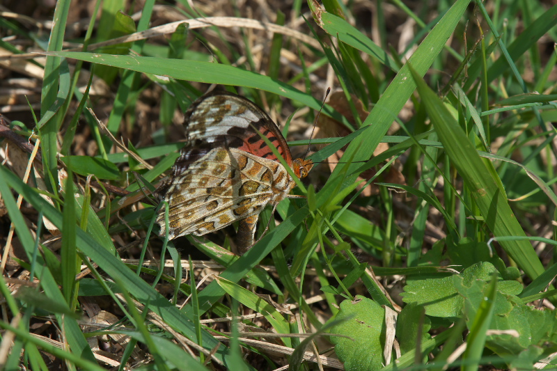 f0090680_2113891.jpg