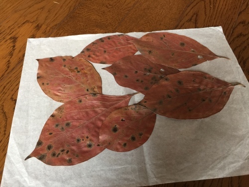 f0093563_07192098.jpeg