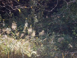 e0175370_1042476.jpg