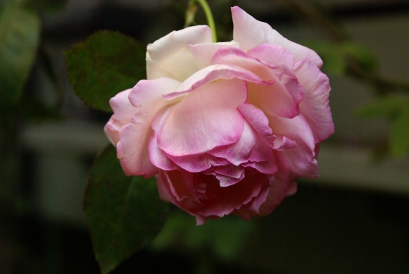 d0166389_9355411.jpg