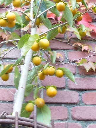 b0198109_21384411.jpg