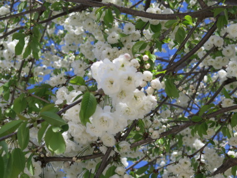 b0334436_15275755.jpg