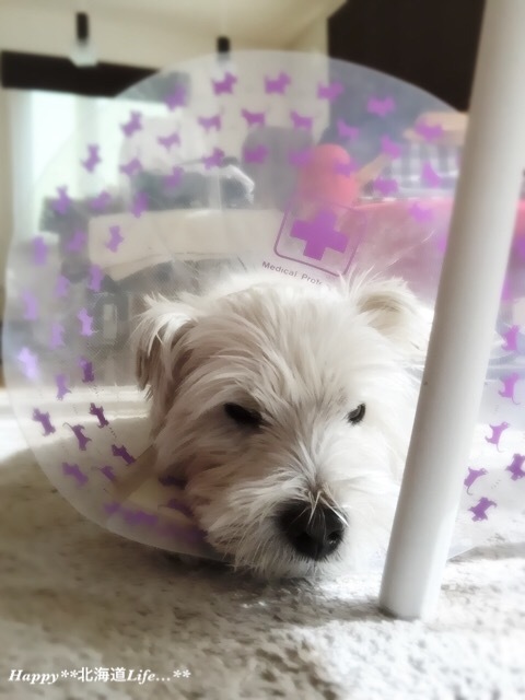 a0337860_13121831.jpeg