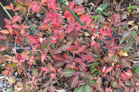 e0088260_09584261.jpg