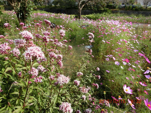 d0007071_4523113.jpg