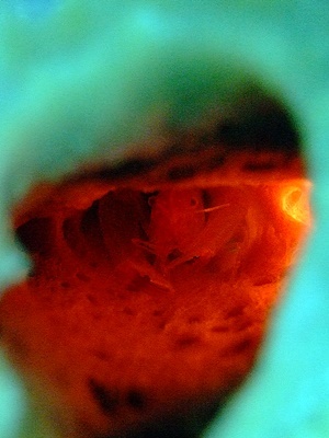 b0033573_22364432.jpg