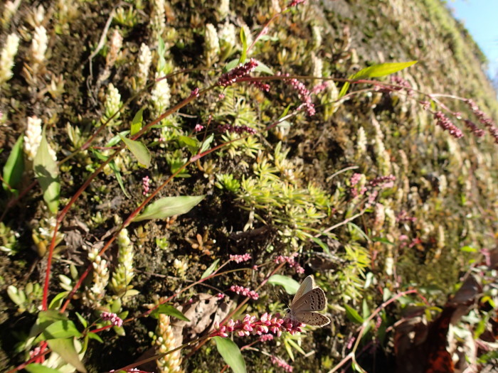 a0277496_10462830.jpg