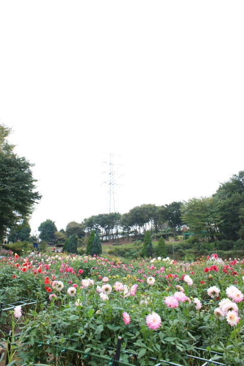 d0077811_11114576.jpg