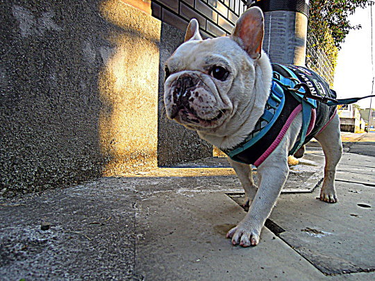 a0158613_09570504.jpg