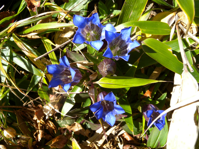 e0272335_5301447.jpg