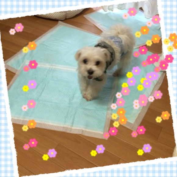 c0342854_1775836.png