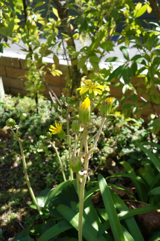 c0216472_1221072.jpg
