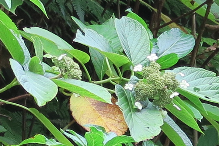e0292172_20215221.jpg